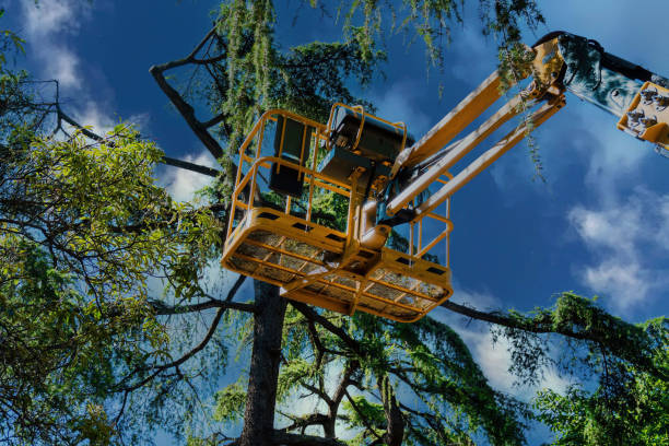 Professional Tree Service in Perry, UT